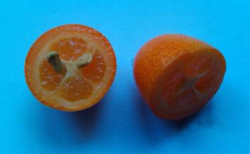 Kumquatpflanze